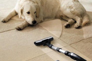 How To Get Dog Hair Out Of Carpet? 12 Effective Methods And Prevention